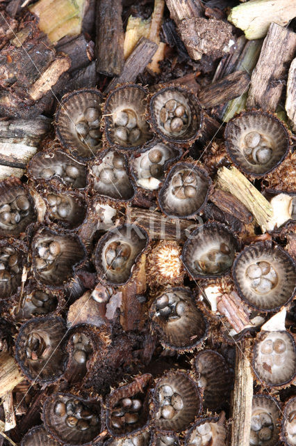 Gestreept nestzwammetje (Cyathus striatus)