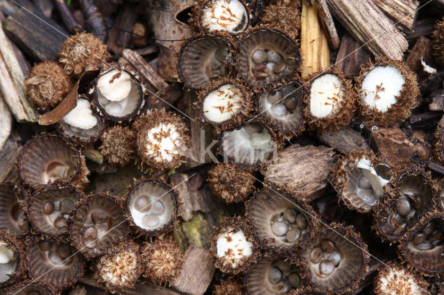 Gestreept nestzwammetje (Cyathus striatus)