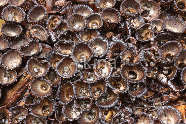 fluted Bird’s Nest (Cyathus striatus)