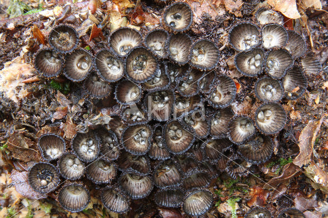 Gestreept nestzwammetje (Cyathus striatus)