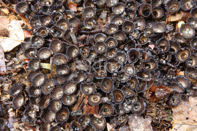 Gestreept nestzwammetje (Cyathus striatus)