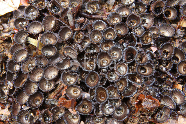 Gestreept nestzwammetje (Cyathus striatus)