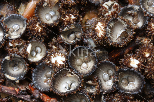 fluted Bird’s Nest (Cyathus striatus)