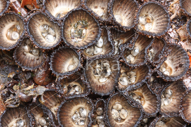 Gestreept nestzwammetje (Cyathus striatus)