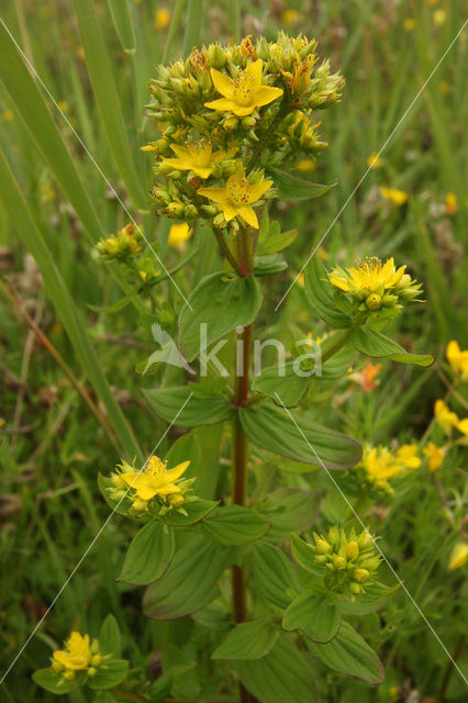 Square-stalked St John’s-wort (Hypericum tetrapterum)