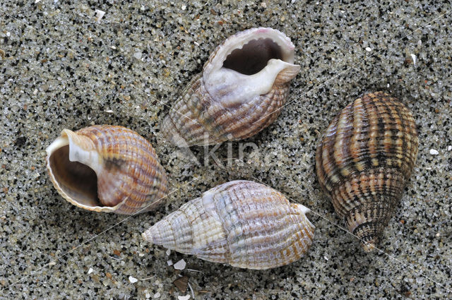 Gevlochten fuikhoren (Nassarius reticulatus)