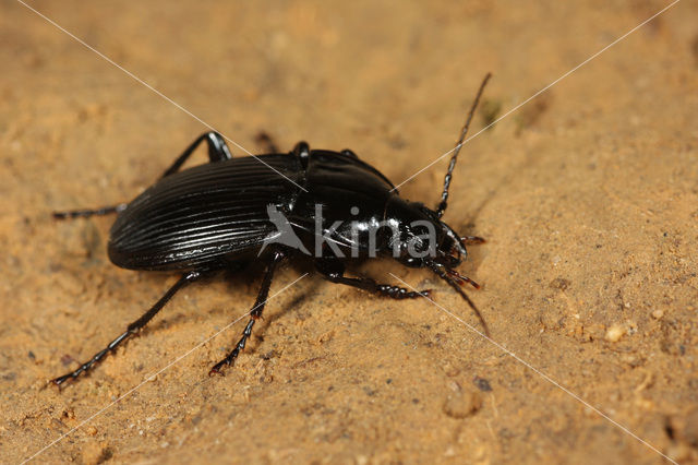 Abax parallelepipedus