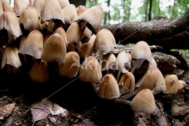 Gewone glimmerinktzwam (Coprinus micaceus)