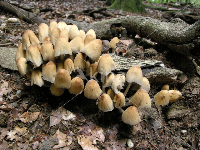 Glistening Inkcap (Coprinus micaceus)