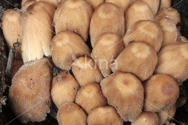 Gewone glimmerinktzwam (Coprinus micaceus)