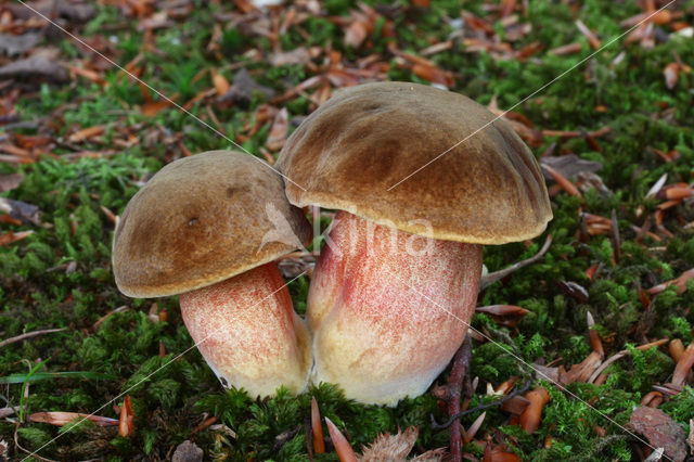 Gewone Heksenboleet (Boletus erythropus)