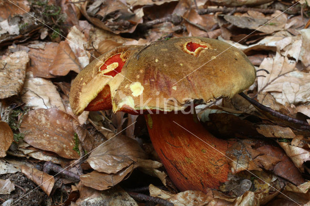 Gewone Heksenboleet (Boletus erythropus)