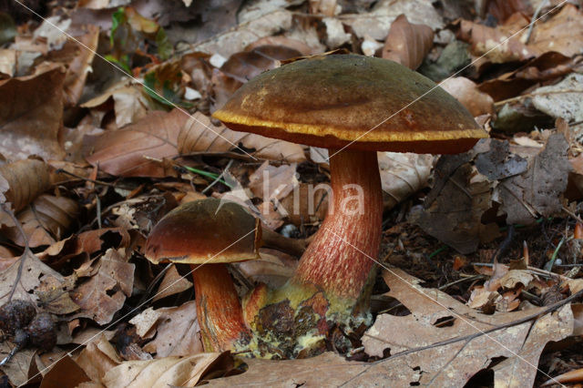 Gewone Heksenboleet (Boletus erythropus)