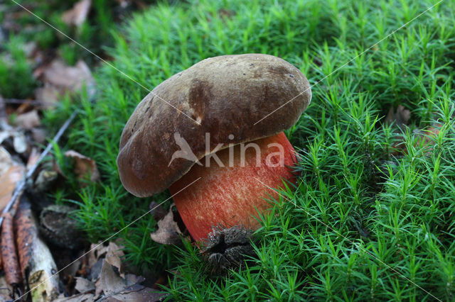 Bolete (Boletus erythropus)