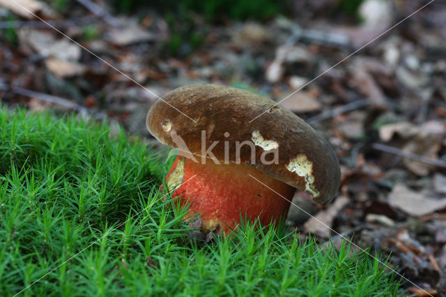 Bolete (Boletus erythropus)