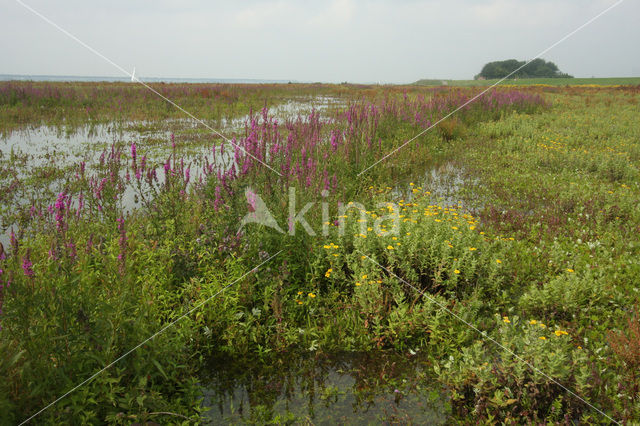 Purple Loosestrife (Lythrum salicaria)