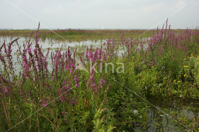 Purple Loosestrife (Lythrum salicaria)