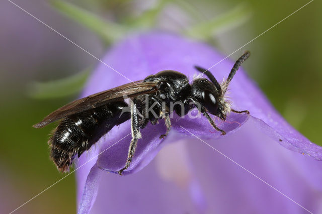 Gewone klokjesglansbij (Dufourea dentiventris)