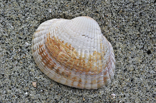 Common Cockle (Cerastoderma edule)