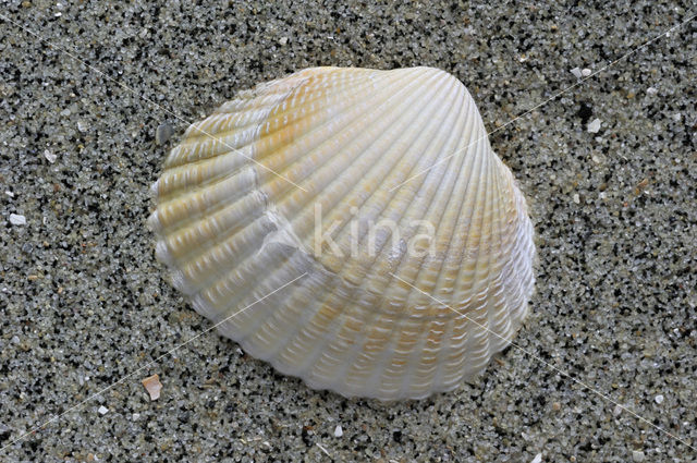 Common Cockle (Cerastoderma edule)