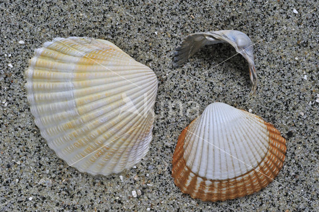 Common Cockle (Cerastoderma edule)