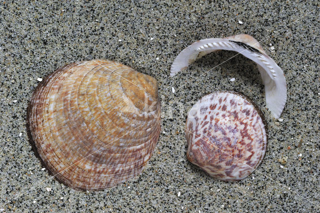 Gewone Marmerschelp (Glycymeris glycymeris glycymeris)