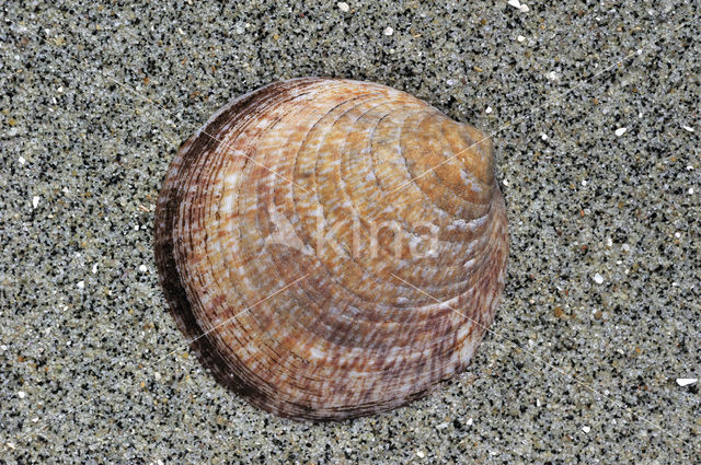 Gewone Marmerschelp (Glycymeris glycymeris glycymeris)