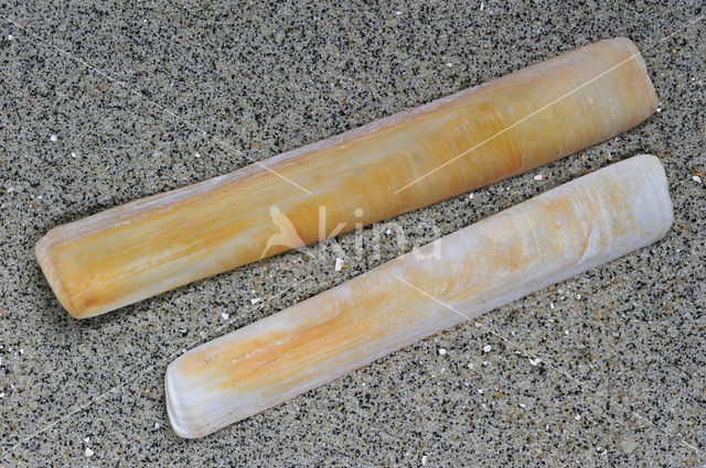 Grooved Razor (Solen marginatus)