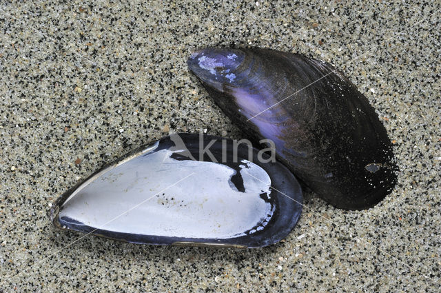 Common mussel (Mytilus edulis)