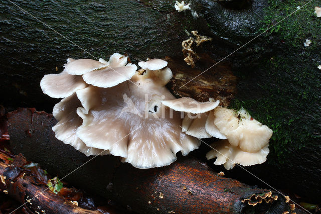 Gewone oesterzwam (Pleurotus ostreatus)