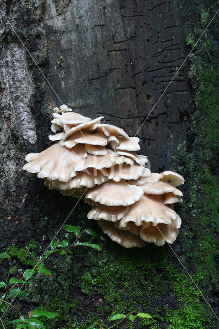 Gewone oesterzwam (Pleurotus ostreatus)