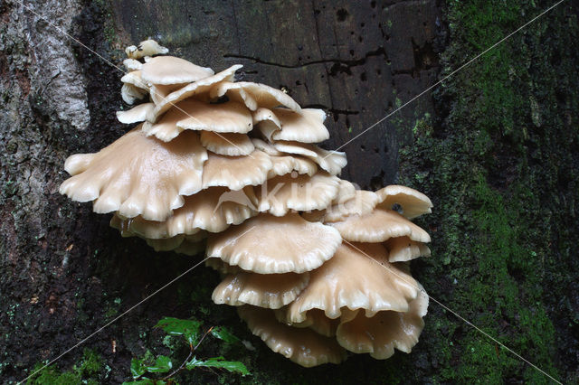 Oyster Mushroom (Pleurotus ostreatus)