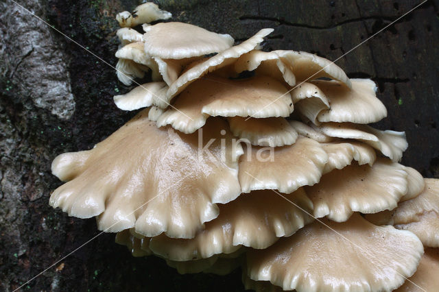 Gewone oesterzwam (Pleurotus ostreatus)