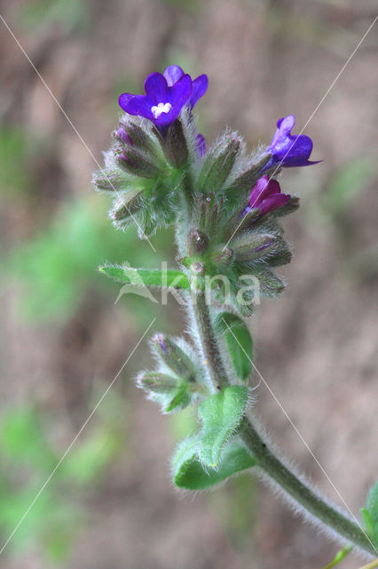 Gewone ossentong (Anchusa officinalis)