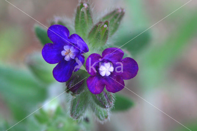 Gewone ossentong (Anchusa officinalis)