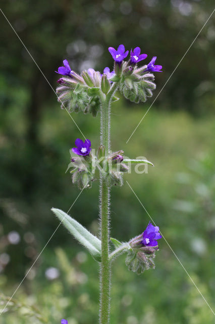 Alkanet (Anchusa officinalis)