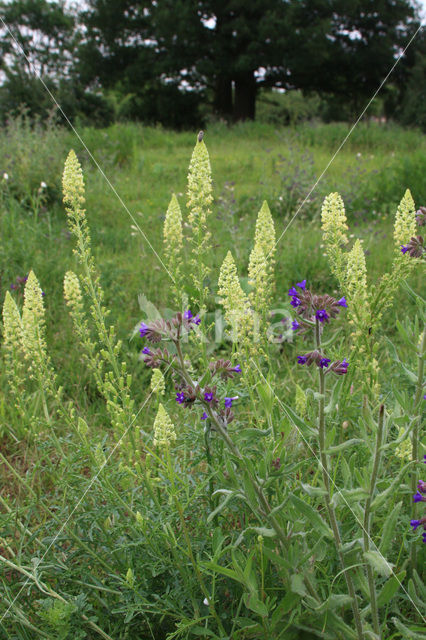 Gewone ossentong (Anchusa officinalis)