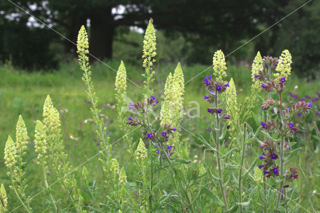 Alkanet (Anchusa officinalis)