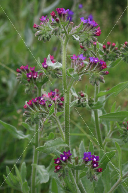 Gewone ossentong (Anchusa officinalis)