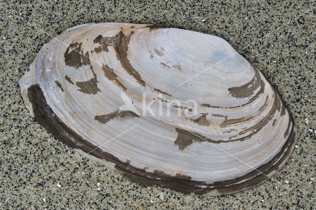 Common Otter-shell (Lutraria lutraria)