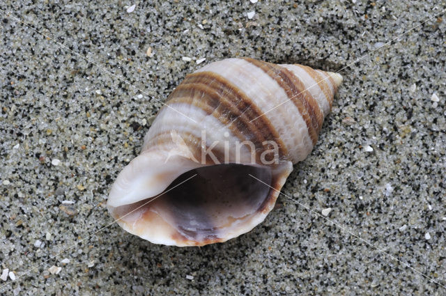 Dogwhelk