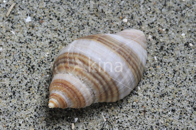 Gewone Purperslak (Nucella lapillus)