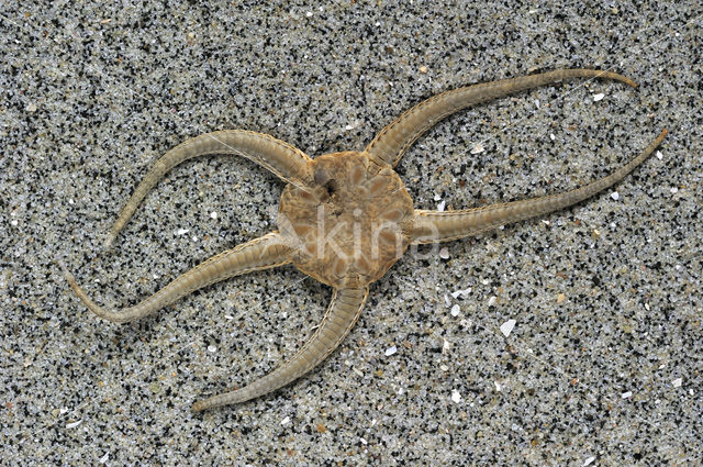 Brittle star (Ophiura ophiura)