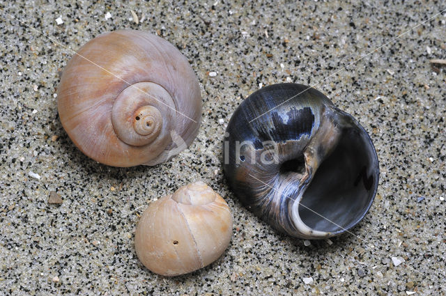 Necklace shell (Polinices catenus)