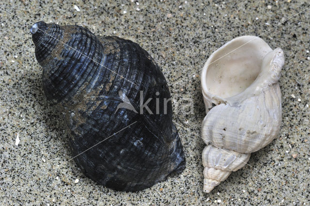 Gewone Wulk (Buccinum undatum)