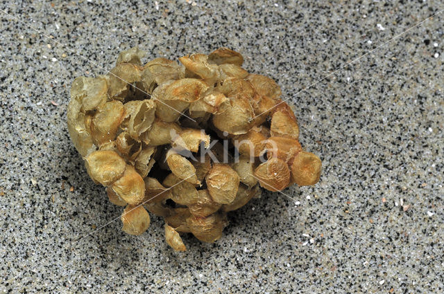 Common Whelk (Buccinum undatum)