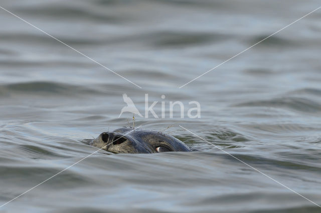 Gewone zeehond (Phoca vitulina)