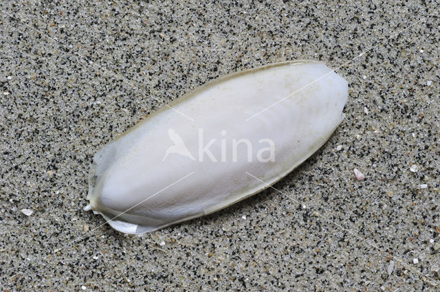 Common Cuttlefish (Sepia officinalis)