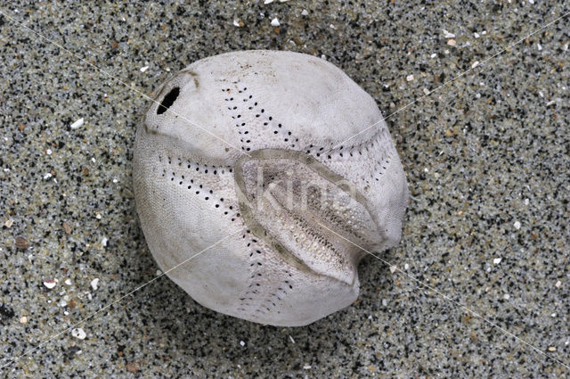 Common heart urchin (Echinocardium cordatum)