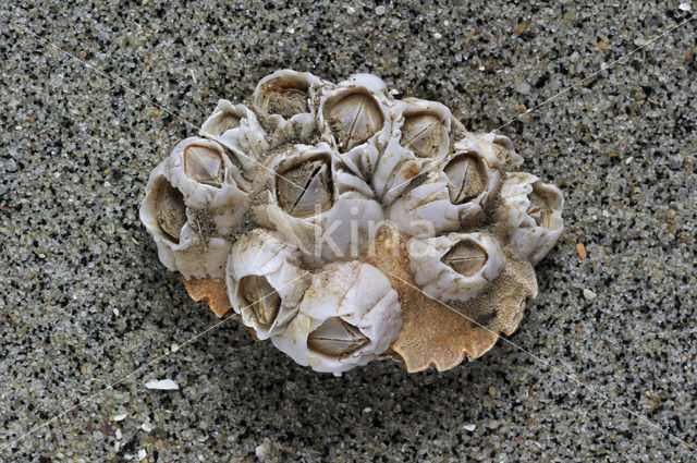Acorn barnacle (Semibalanus balanoides)